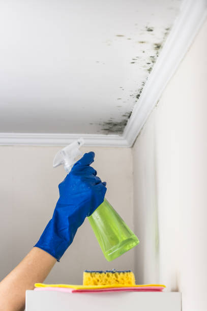 Best Commercial Mold Remediation in Slocom, AL